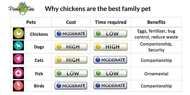 why chickens are the best family pet